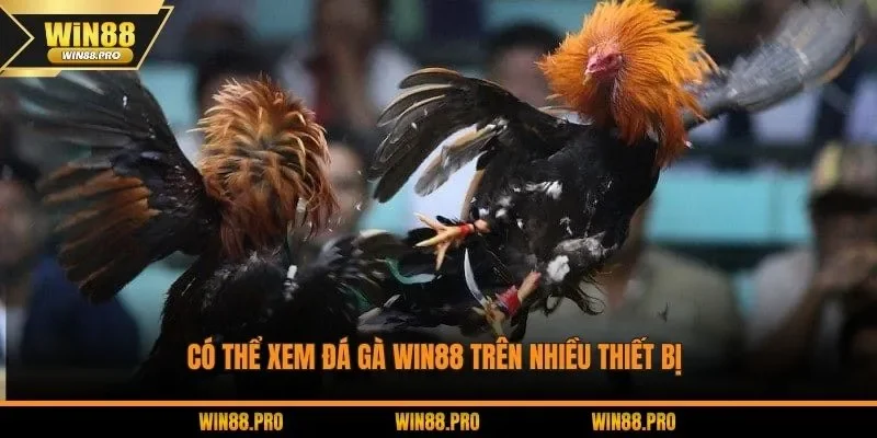 Có thể xem đá gà WIN88 trên nhiều thiết bị 